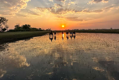 safari botswana cheval