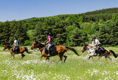 Au galop dans un champ de fleurs