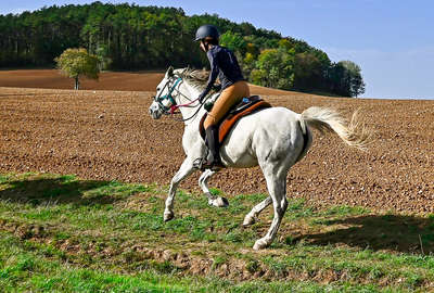 Au galop en Bourgogne