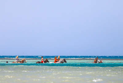 Baignade avec les chevaux en Mer Rouge