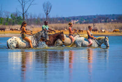 Bain avec les chevaux en Afrique du Sud