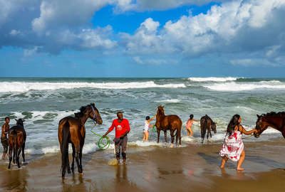 Bain de mer pour les chevaux