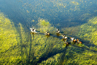 safari botswana cheval