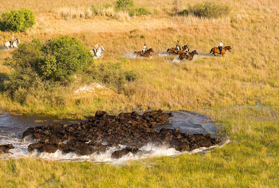 safari botswana cheval