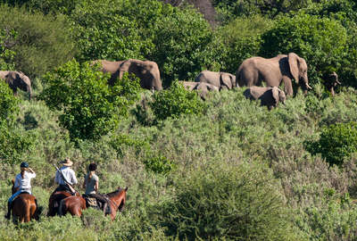 Cavaliers au Botswana