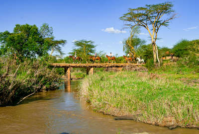 Cavaliers au Kenya