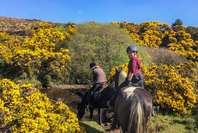 Cavaliers dans les bruyères en fleur