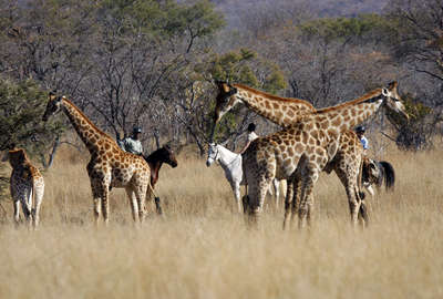 Waterberg à cheval