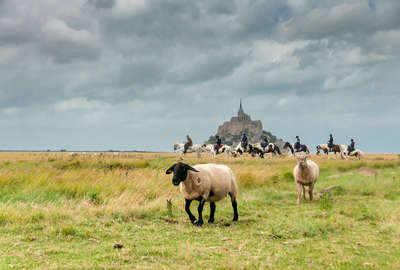 Cavaliers et moutons dans la baie du Mont St Michel
