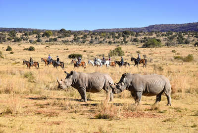 Cavaliers et rhinocéros