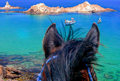 Cheval à MInorque