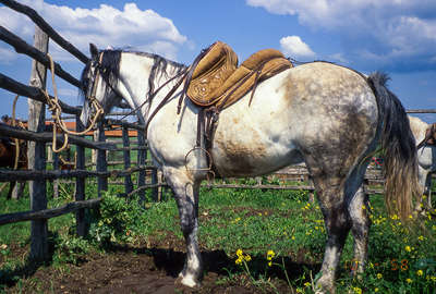 Cheval de travail, selle traditionnelle  Butteri