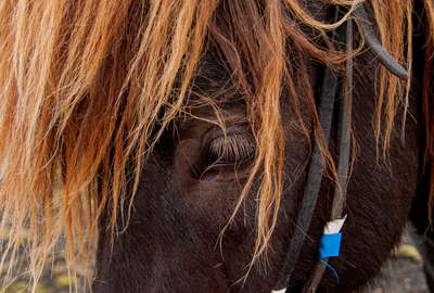 Cheval en Islande