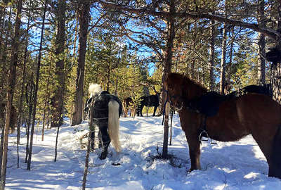 A cheval dans les forêts de Norvège l'hiver