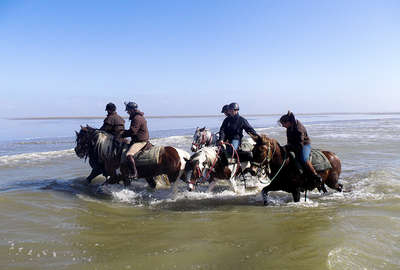 Chevaux et baie de Somme