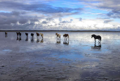 Chevaux islandais