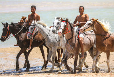 Chevaux sur la plage en Egypte