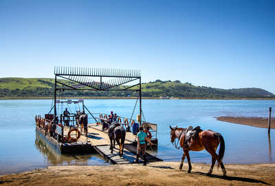 Chevaux sur un bac sur la Wild Coast