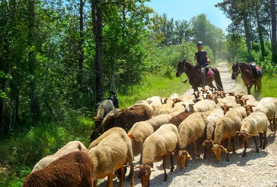 Convoyage de troupeaux - Périgord