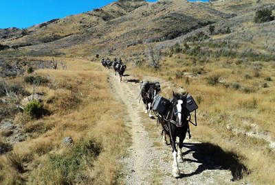 Chevaux et randonnée en Nouvelle-Zélande