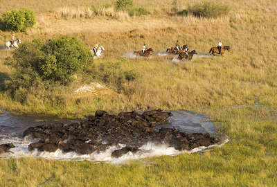 Buffles, chevaux et Okavango