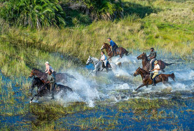 Galops à cheval dans les plaines inondées du delta de l'Okavango