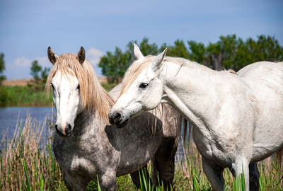 Jeunes chevaux de Camargue