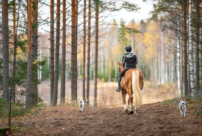 La Laponie suédoise à cheval