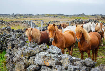 L'Islande du Nord à cheval