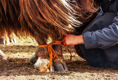 Mongolie à cheval