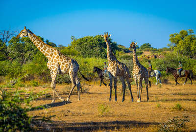 Safari à cheval à Mashatu