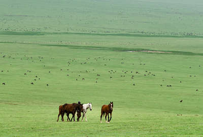 Safari à cheval dans le Serengeti