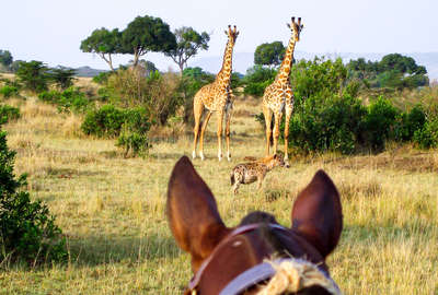 Safari équestre au Botswana