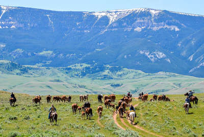 Travail avec les cowboys du Montana