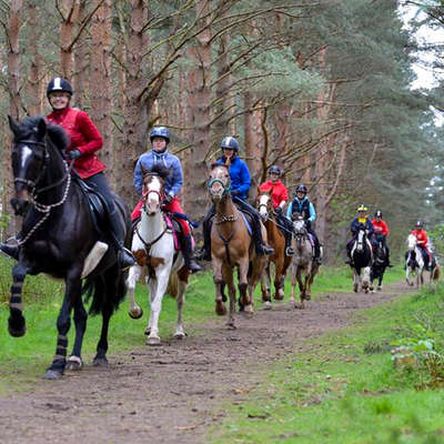 L'Ecosse à vive allure en forêt