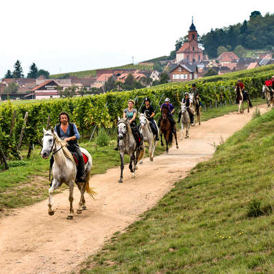 Chevaux et vignes en Champagne