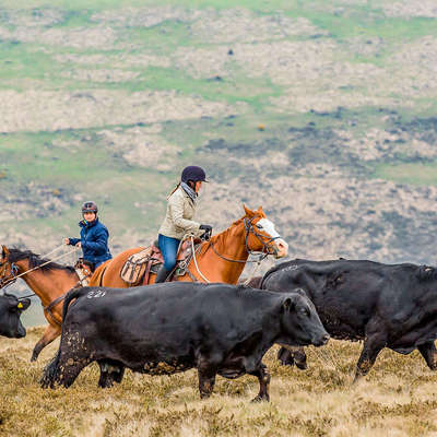 Deux cavaliers triant du bétail au Royaume-Uni