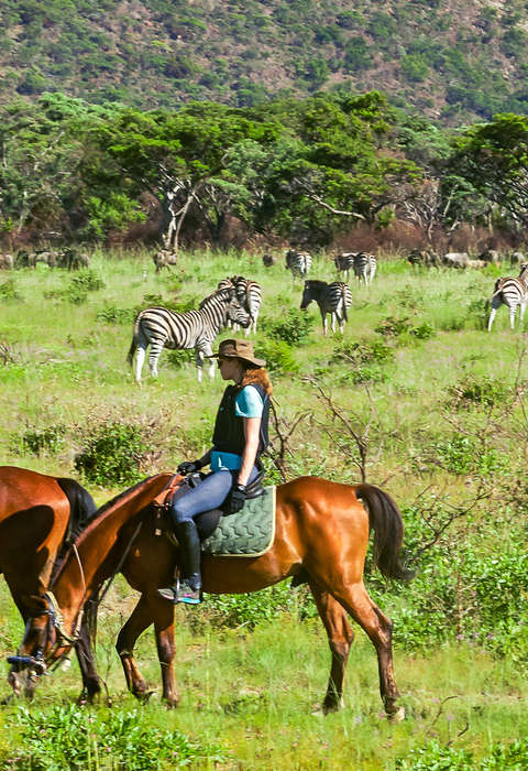 Cavaliers de safari observant des zèbres