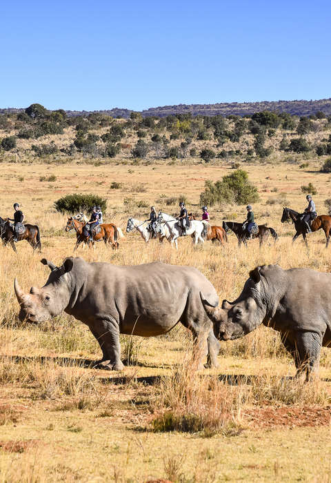Observation de rhinocéros à cheval - © Laurent Girard Cavaliers et rhinocéros
