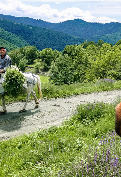 cheval et tradition Bulgare