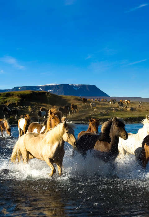 Convoyage de chevaux islandais Chevaux islandais