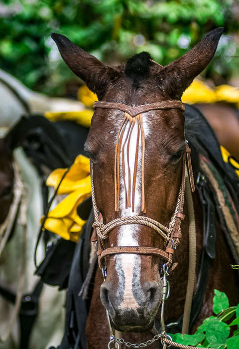 Costa Rica à cheval