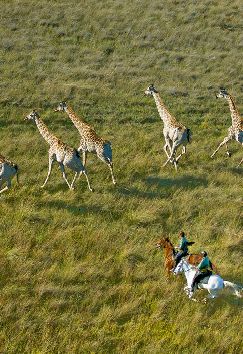 Galop avec des girafes dans le delta de l'Okavango
