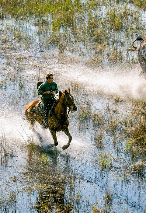 Galop en compagnie d'un girafe dans le delta de l'Okavango