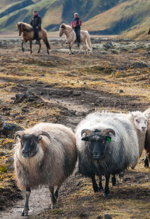 Immersion avec les fermiers d'Islande