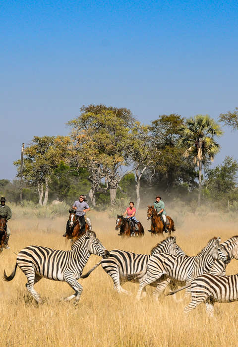 Observation à cheval de zèbres Safari à cheval au Botswana