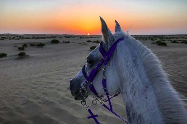 A cheval à Abu Dhabi