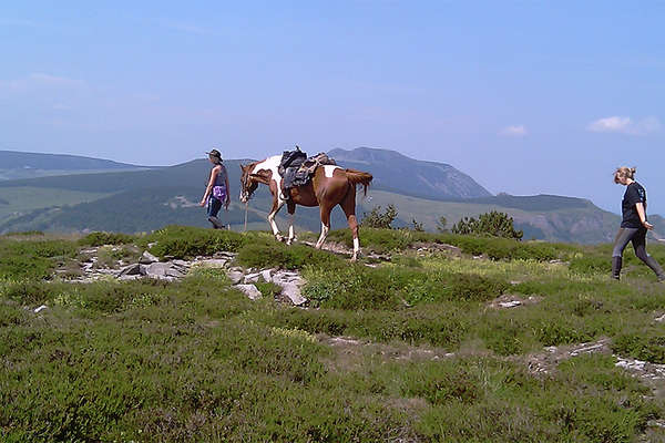 Cheval et monts Vivarais