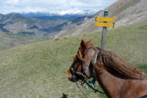 Haute provence et chevaux