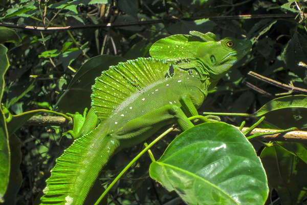 A cheval au Costa Rica